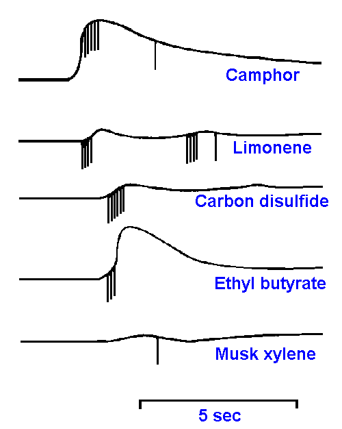 Vestibular anatomy