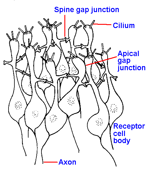 Vestibular anatomy