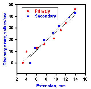 Responses of spindle endings to stretch