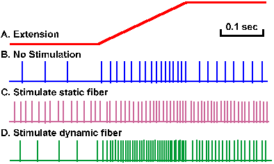 Effect of gamma activity