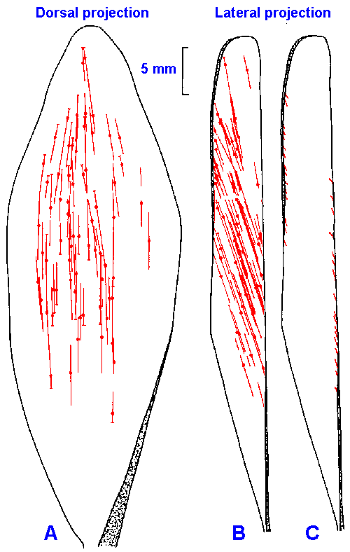 Location of muscle receptors