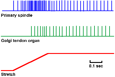 Effect of stretch on spindle and GTO