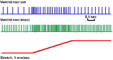 Demonstration of gamma tone