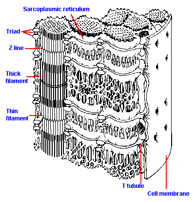 tubule.gif