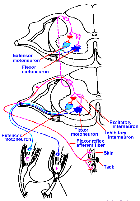 flexion.gif