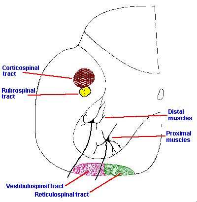 mtr_nucl.gif