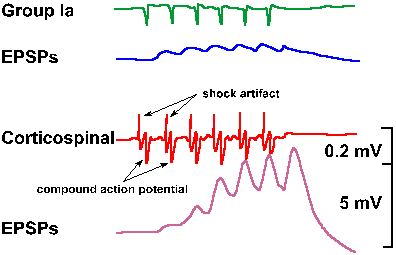 pt_faci2.gif