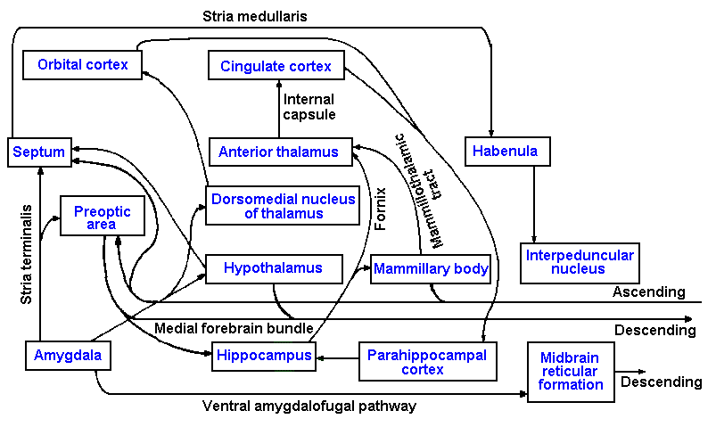 limbic.gif