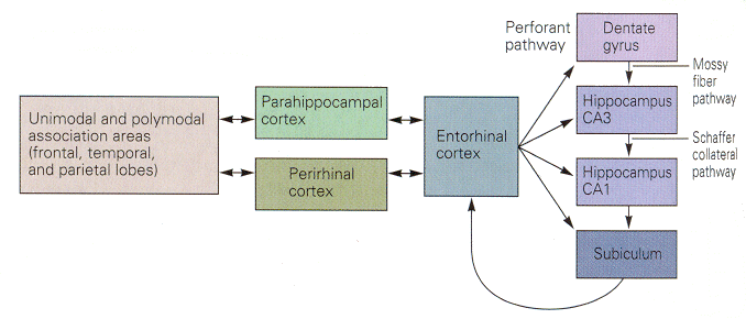 brainLearningParts.gif