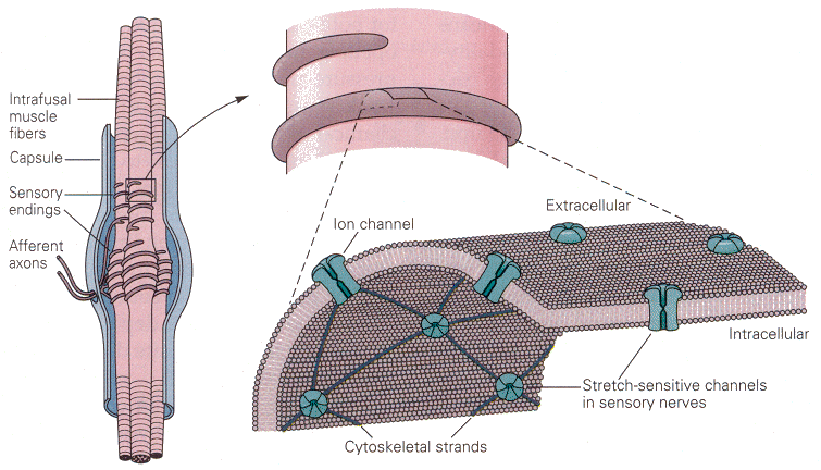 musclespindle2.gif