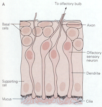 olf_receptors.gif