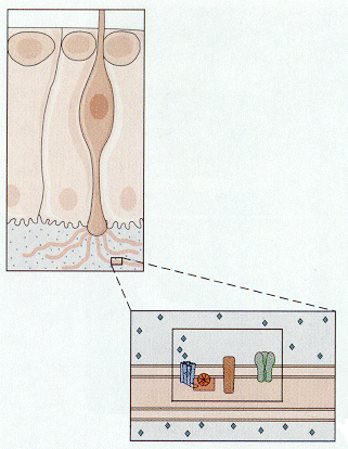 olfchn-1.gif