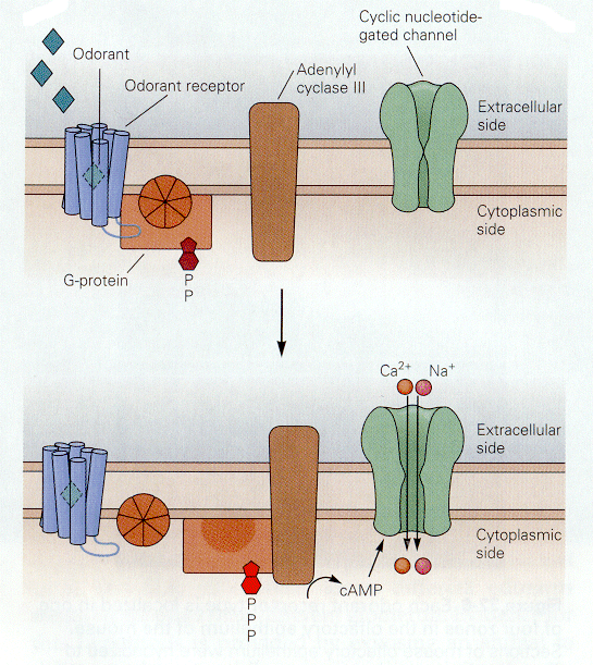 olfchn-2.gif