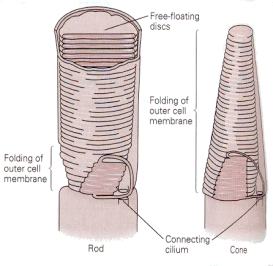 rod-cone.gif