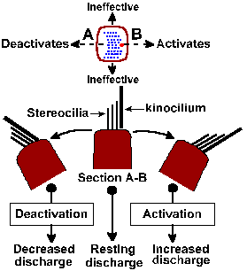 Hair cell excitation