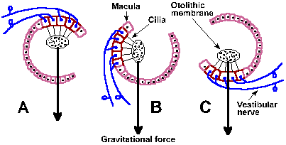 Head position and otoliths