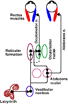 Vestibulo-ocular reflex